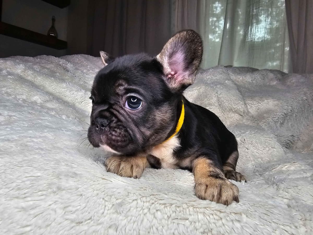 French Bulldog Puppies breeder image 5