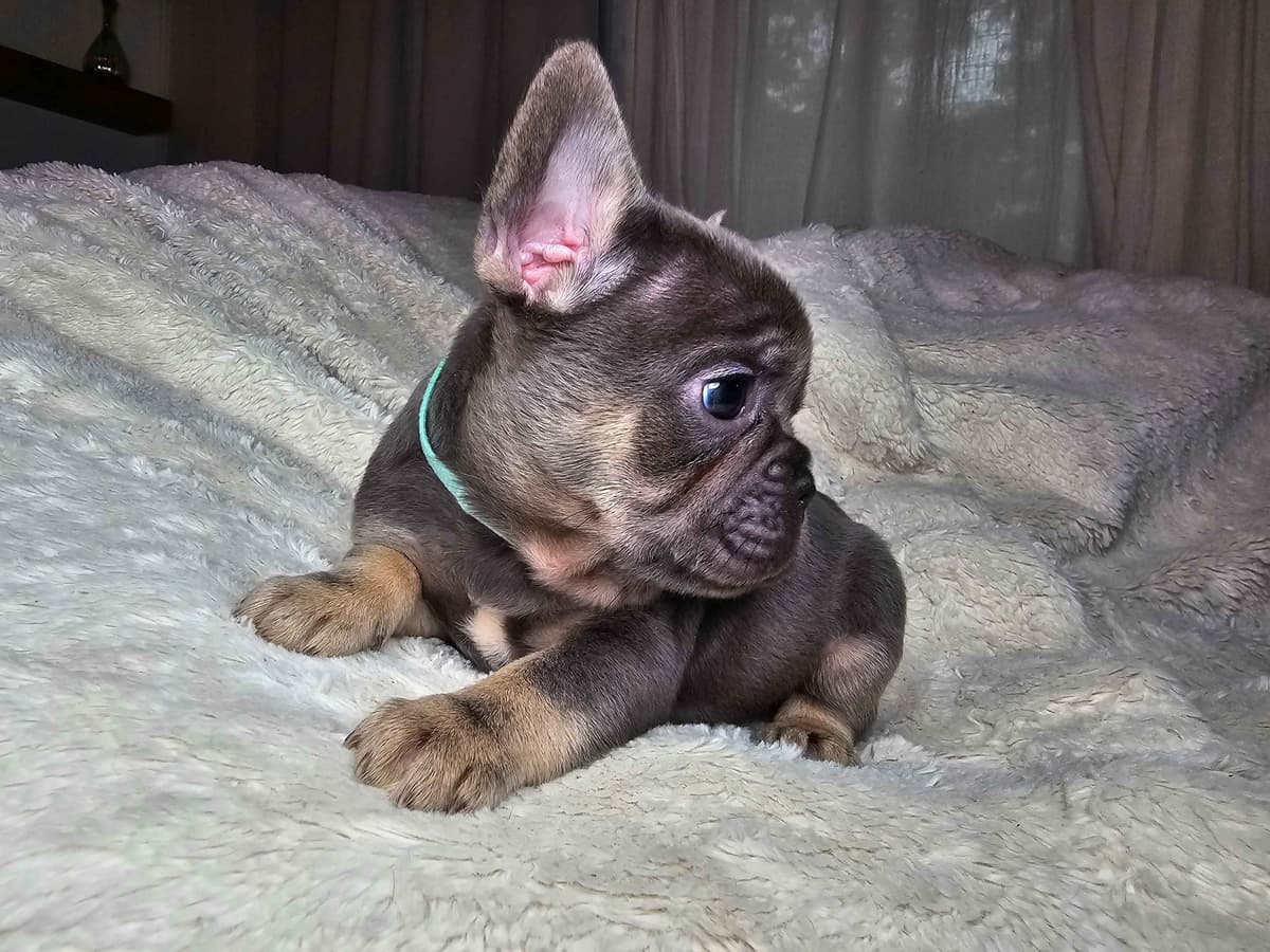 French Bulldog Puppies breeder image 6