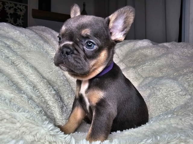 French Bulldog Pups media 4