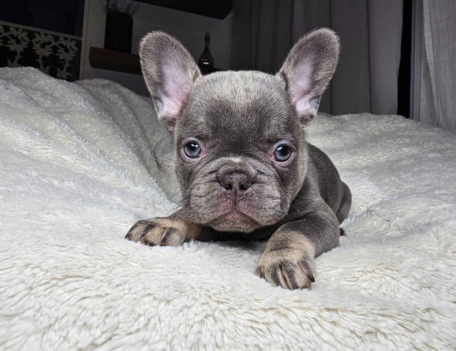 French Bulldog Pups media 3