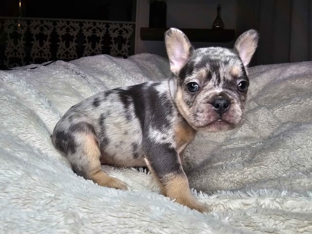 French Bulldog Pups media 6