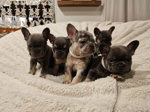 French Bulldog Pups media 9