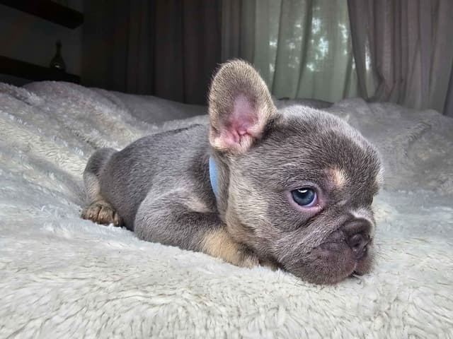 French Bulldog Puppies media 8
