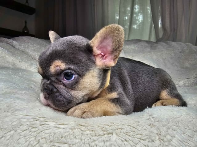 French Bulldog Puppies media 4