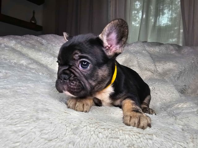 French Bulldog Puppies media 6