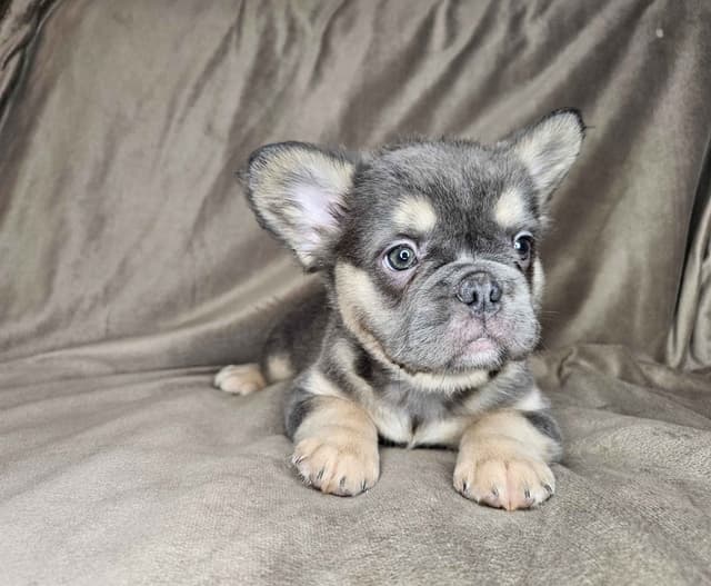 French Bulldog Pups media 8