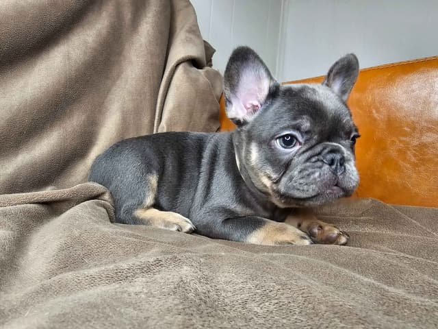 French Bulldog Pups media 2