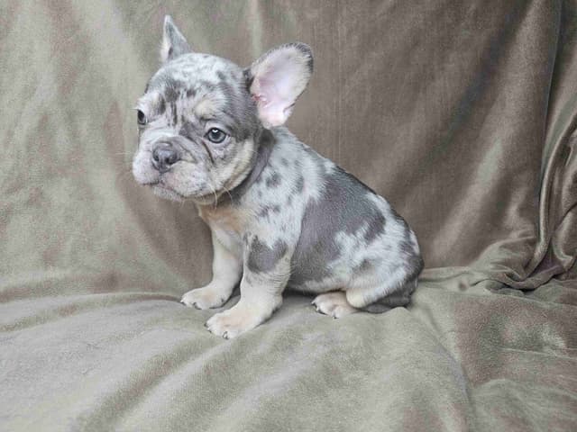 French Bulldog Pups media 7