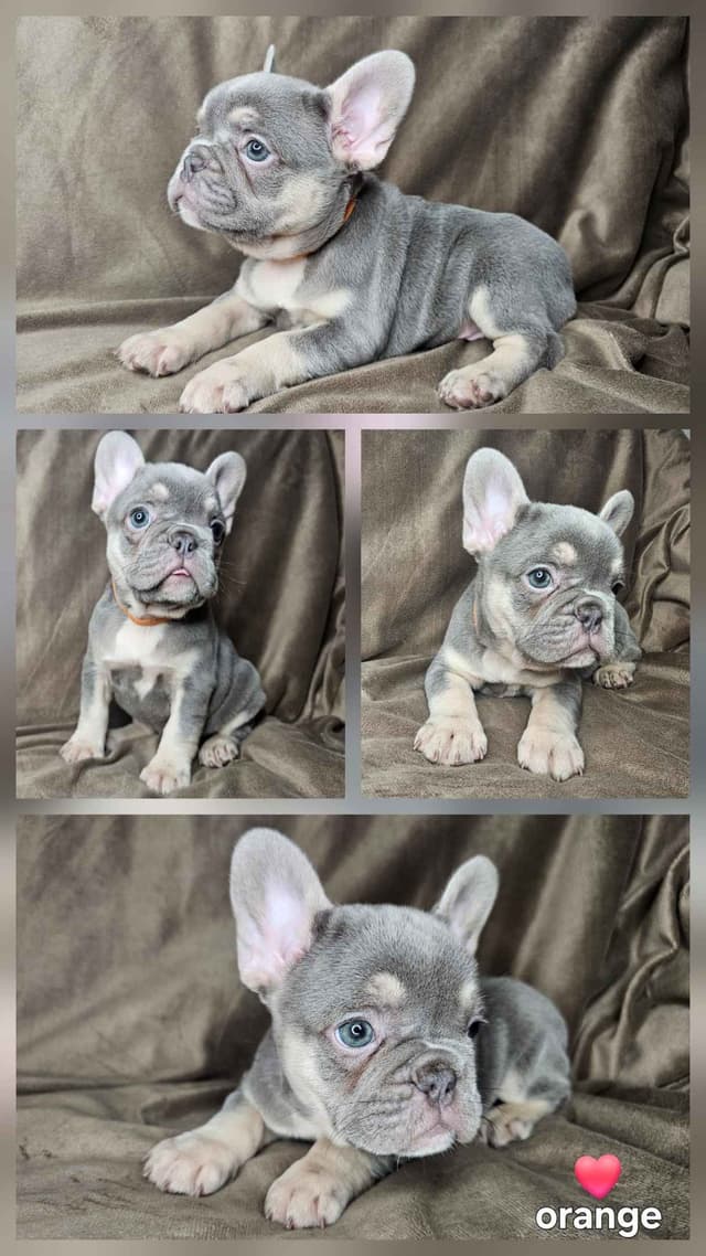 French Bulldog Puppies media 3