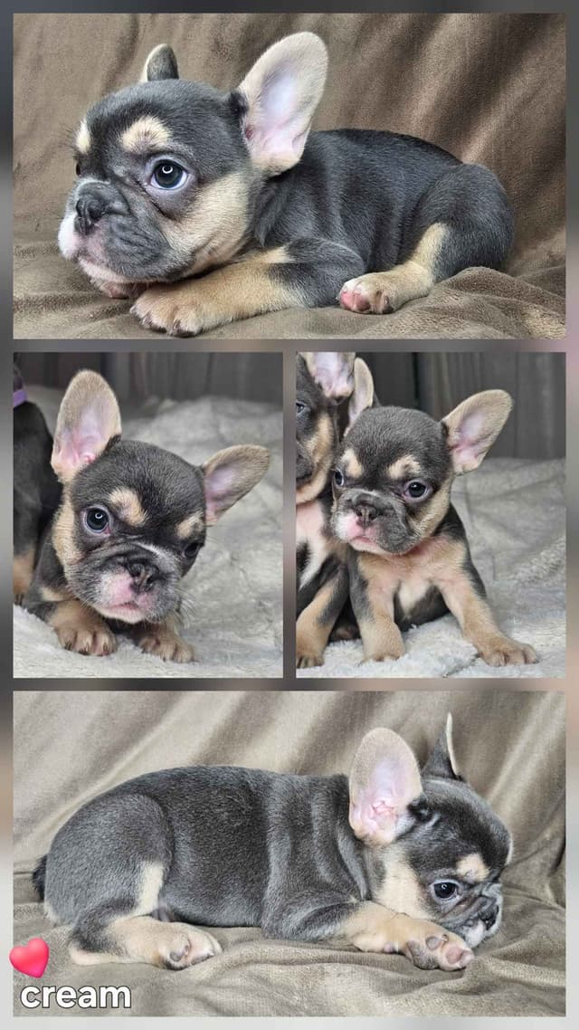 French Bulldog Puppies media 5