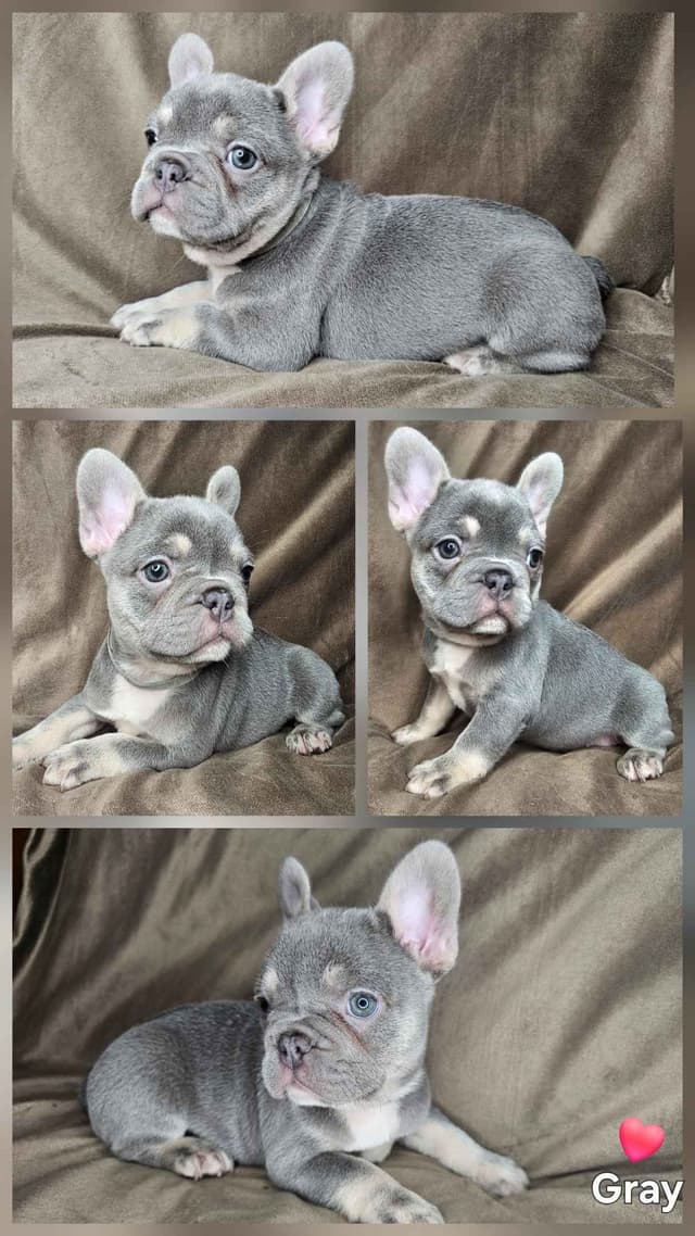 French Bulldog Puppies media 9
