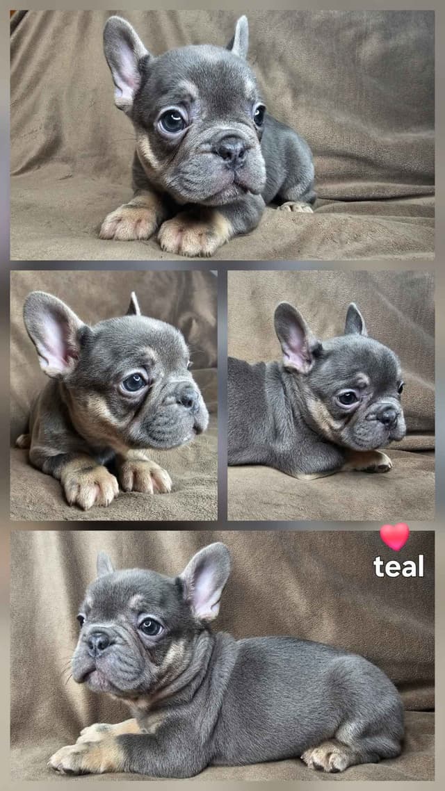 French Bulldog Puppies media 10