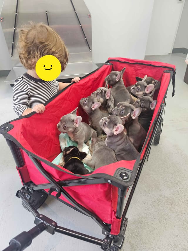 French Bulldog Pups media 10