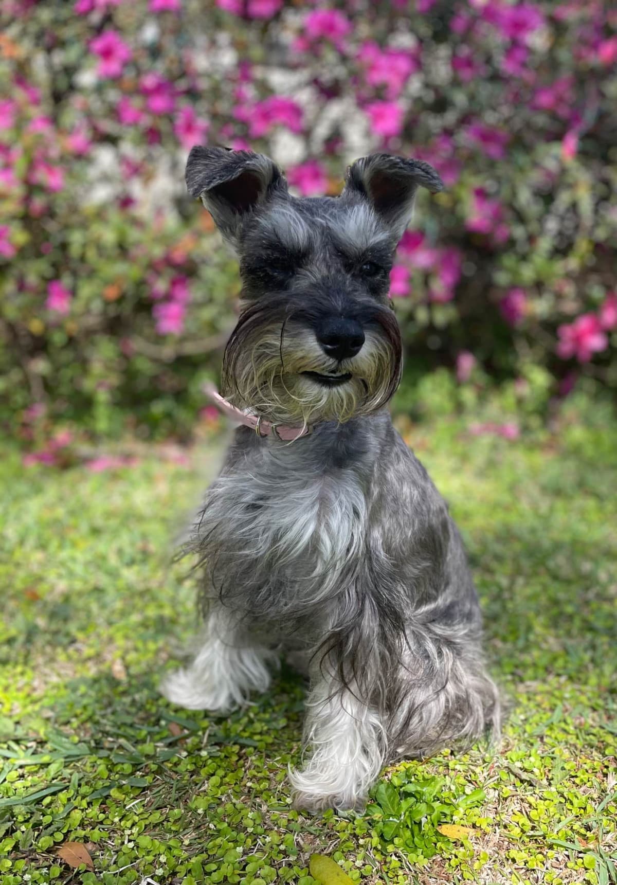 Miniature Schnauzer Puppies breeder image 2