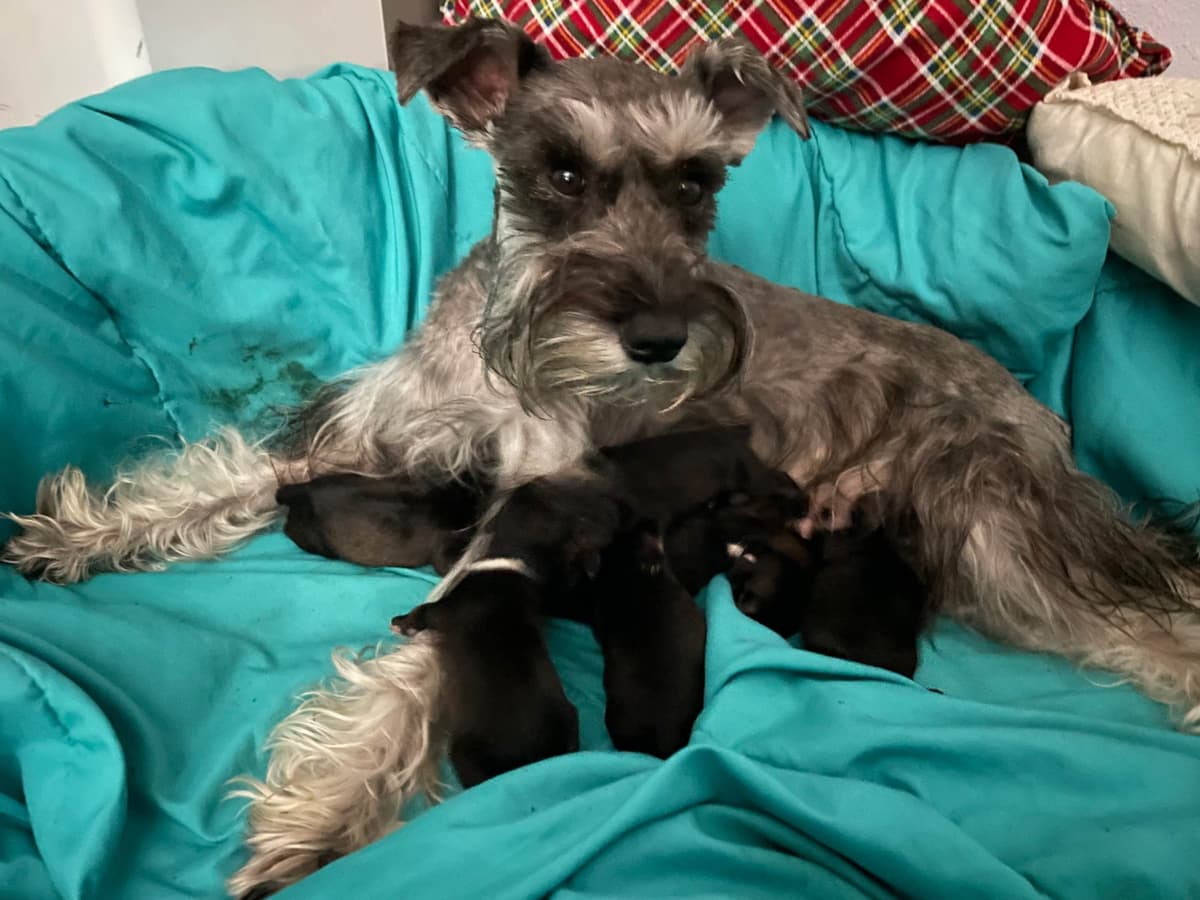 Miniature Schnauzer Puppies breeder image 3
