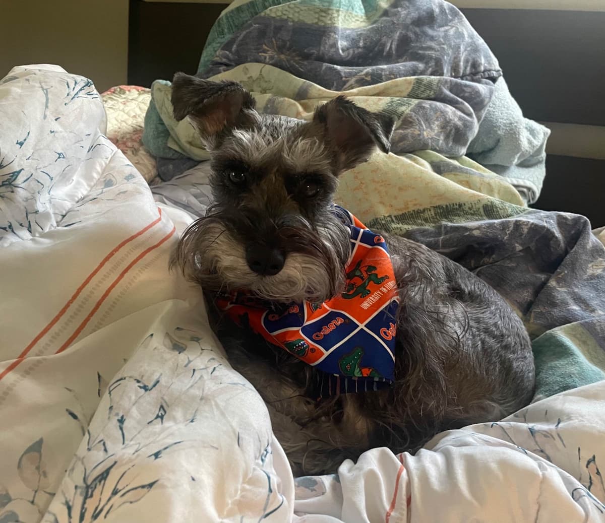 Miniature Schnauzer Puppies breeder image 4