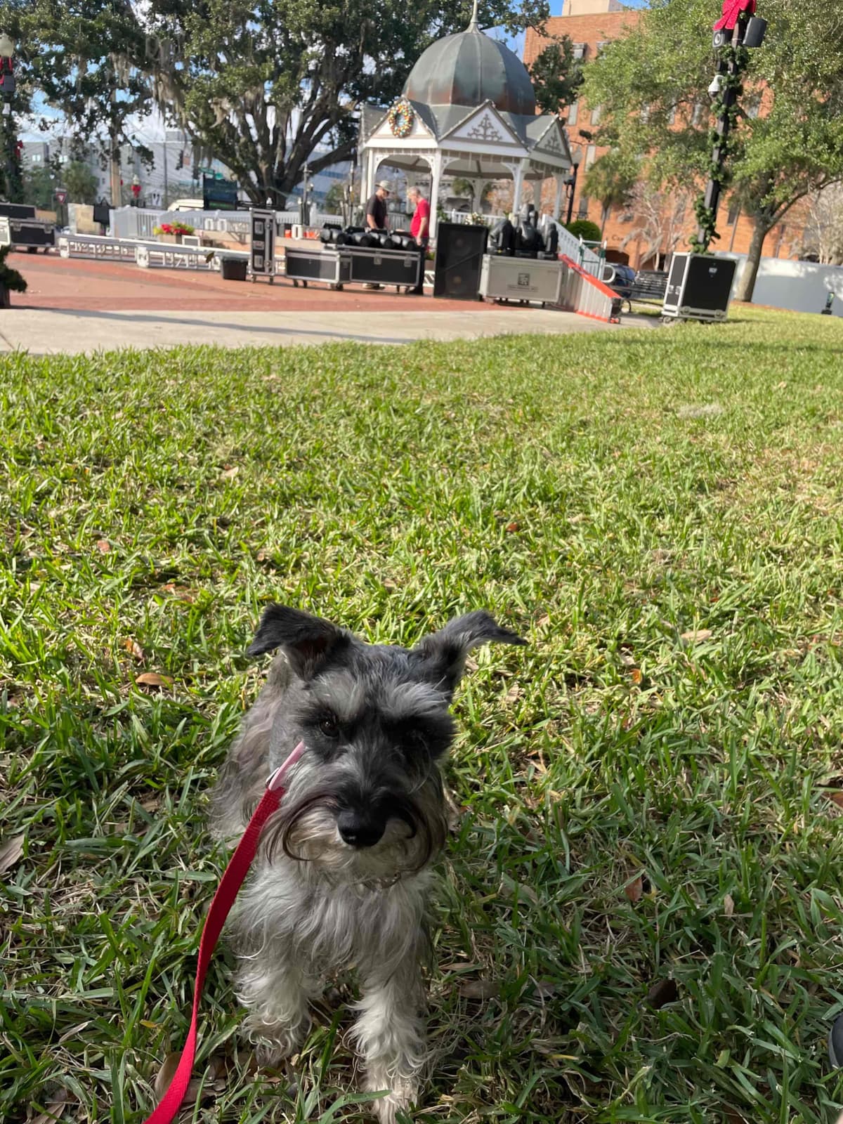 Miniature Schnauzer Puppies breeder image 6