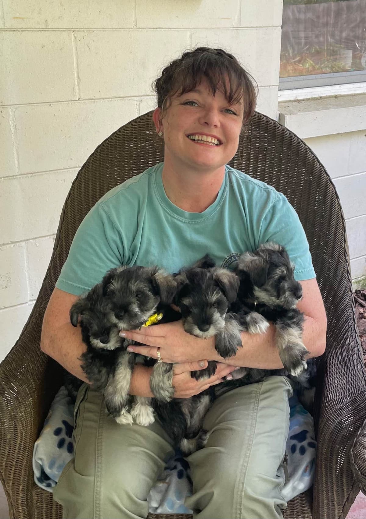 Miniature Schnauzer Puppies breeder image 1