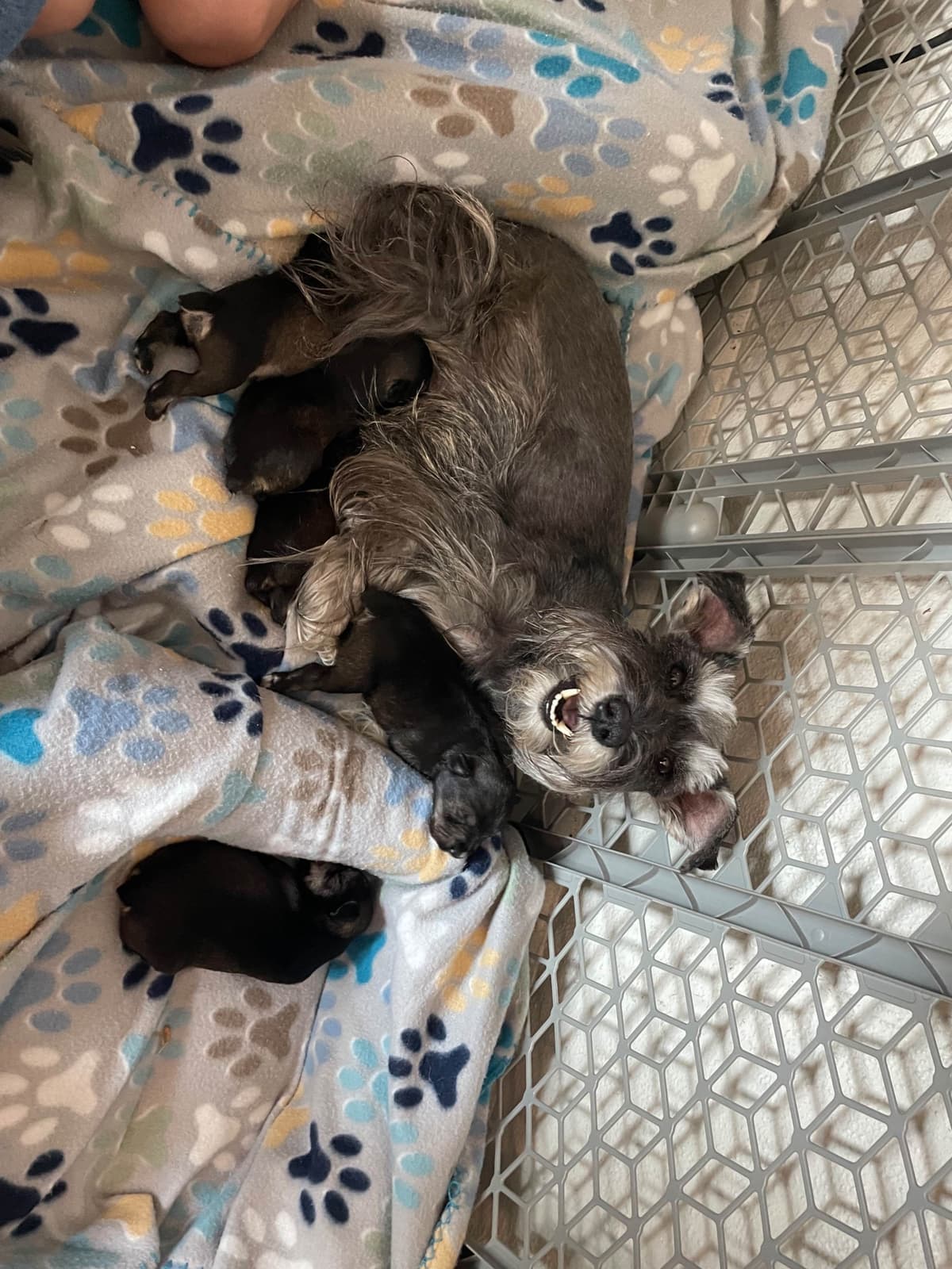 Miniature Schnauzer Puppies breeder image 13