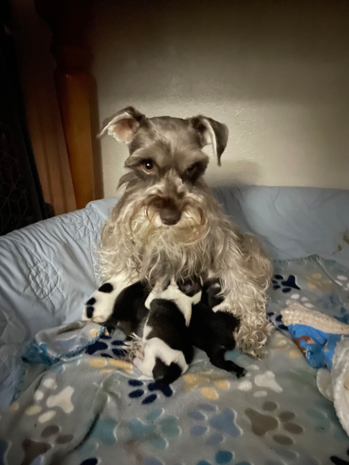 Miniature Schnauzer Puppies breeder image 12