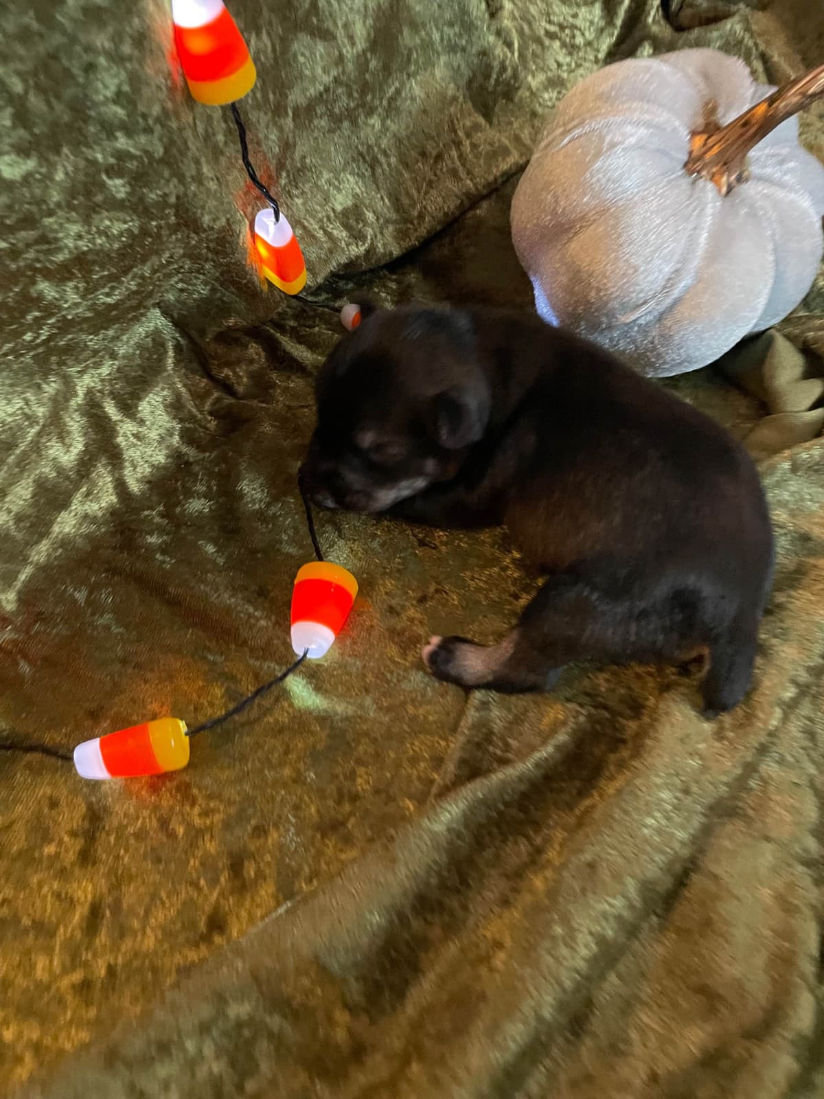 Miniature Schnauzer Puppies breeder image 14