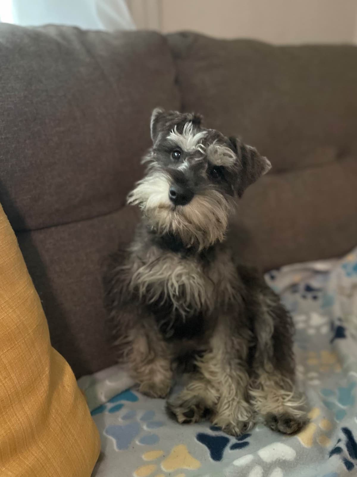 Miniature Schnauzer Puppies breeder image 15