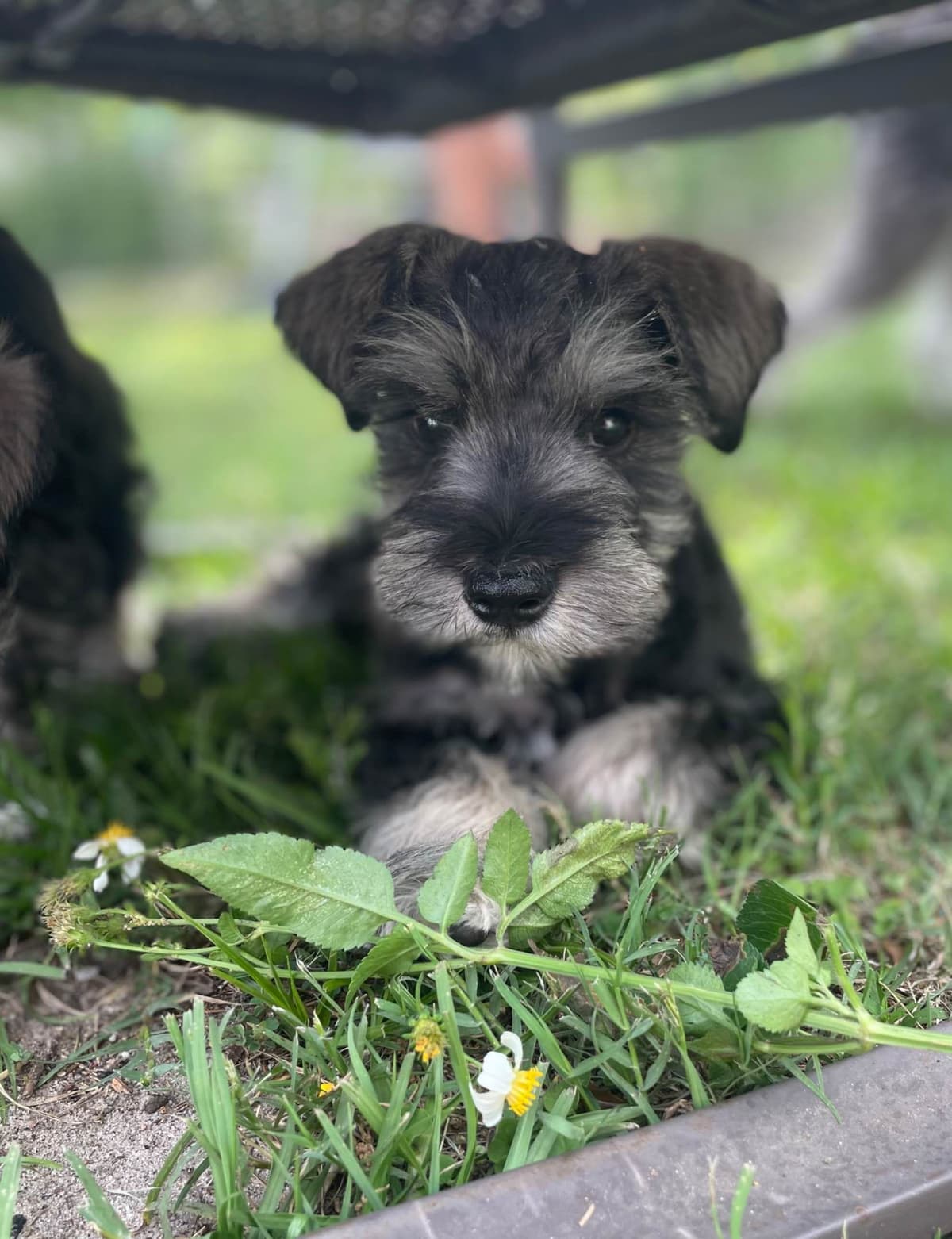 Miniature Schnauzer Puppies breeder image 16