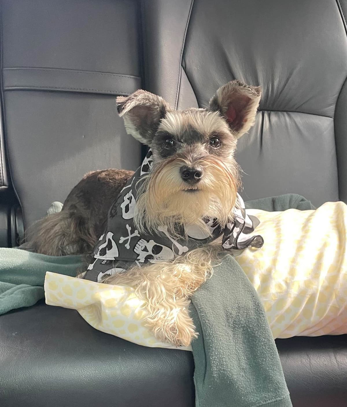 Miniature Schnauzer Puppies breeder image 17