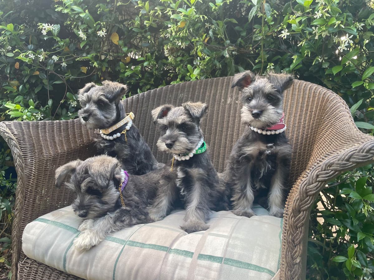 Miniature Schnauzer Puppies breeder image 5