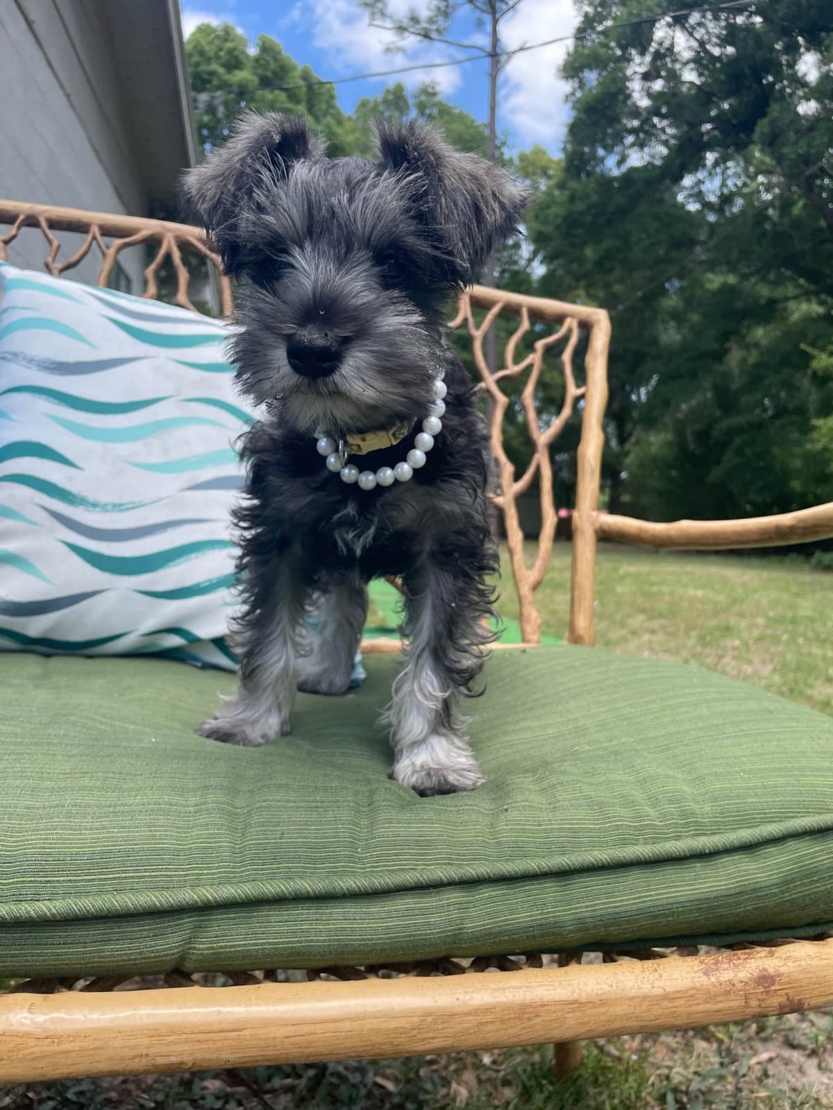 Miniature Schnauzer Puppies breeder image 18