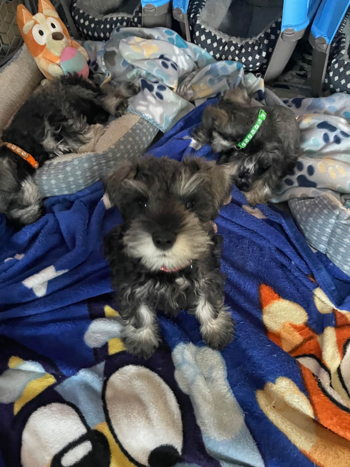Miniature Schnauzer Puppies breeder image 19