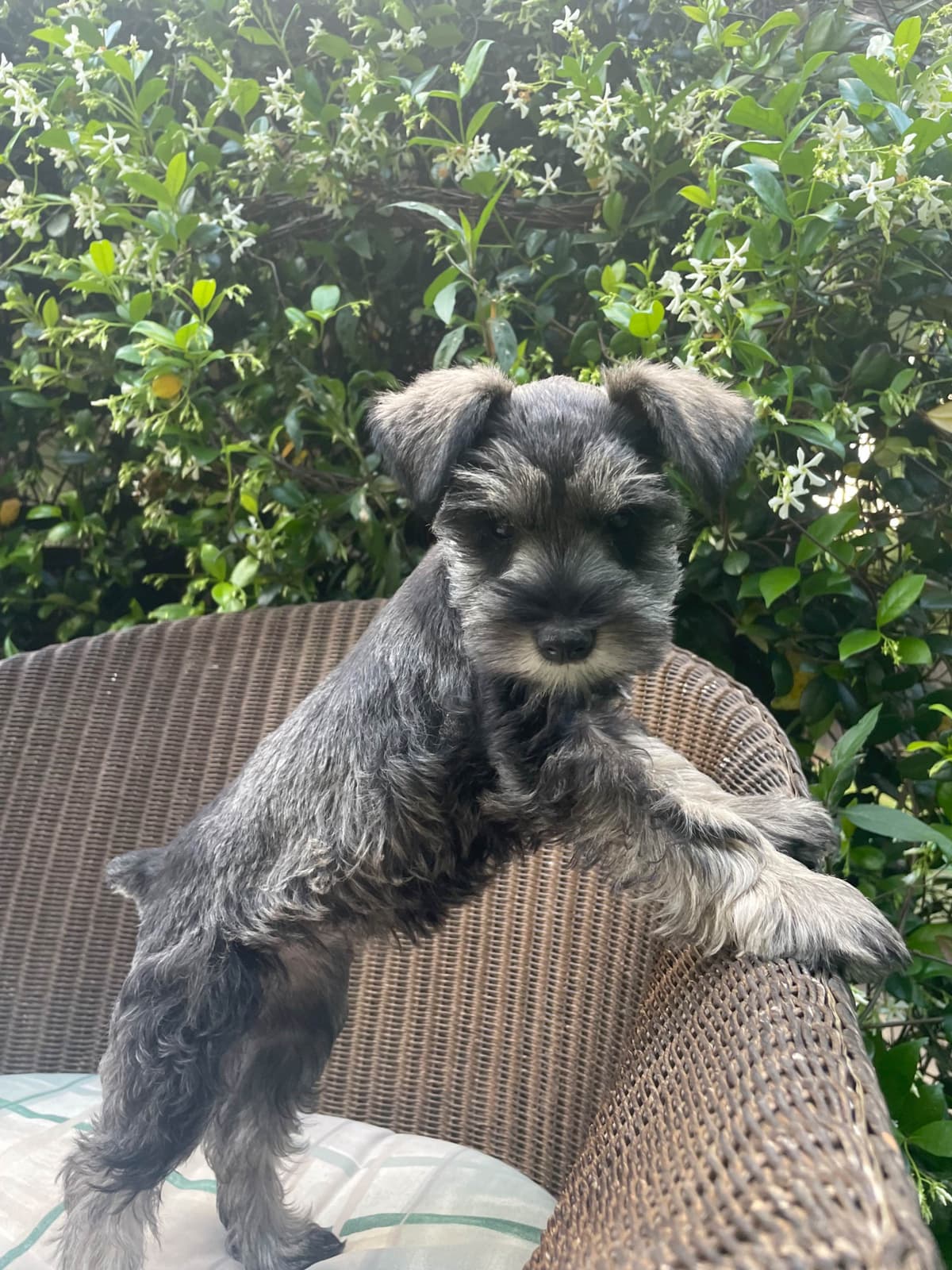 Miniature Schnauzer Puppies breeder image 20