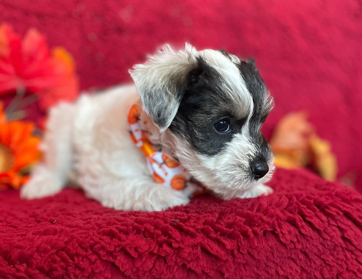 Miniature Schnauzer Puppies breeder image 22