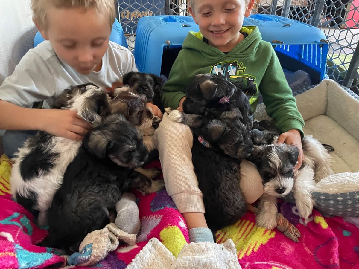 Miniature Schnauzer Puppies breeder image 24