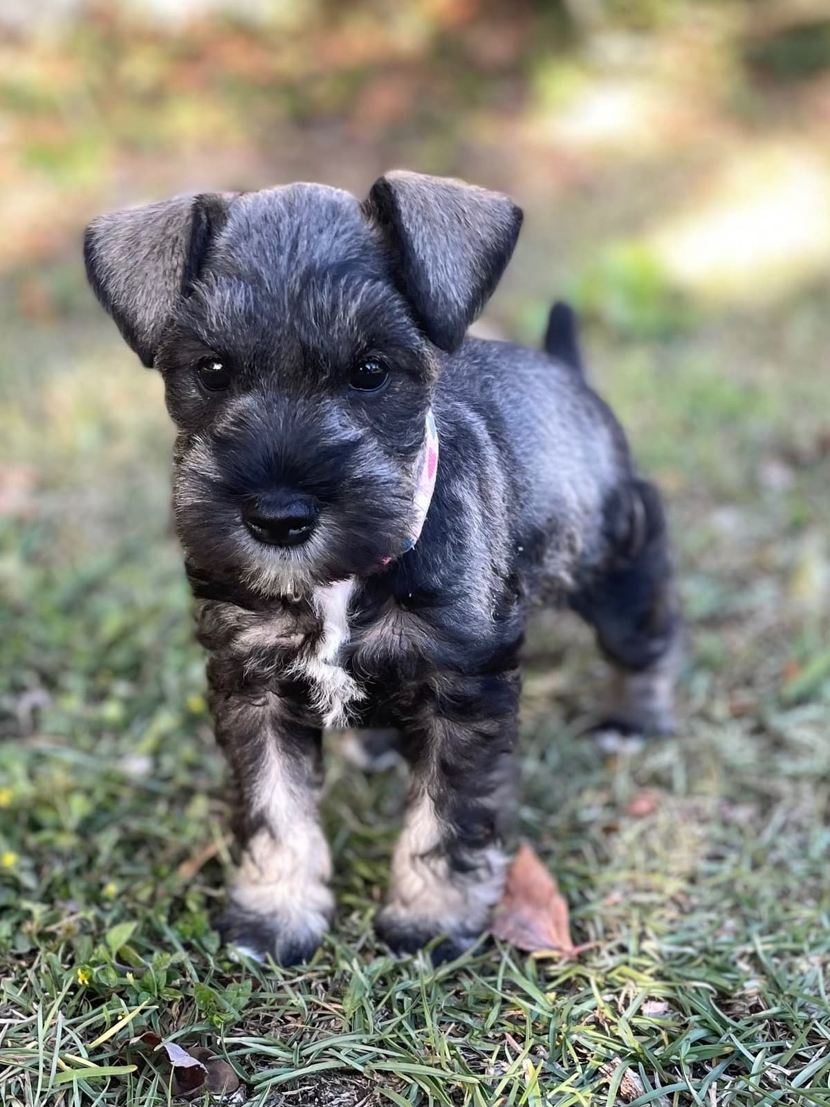 Miniature Schnauzer Puppies breeder image 25