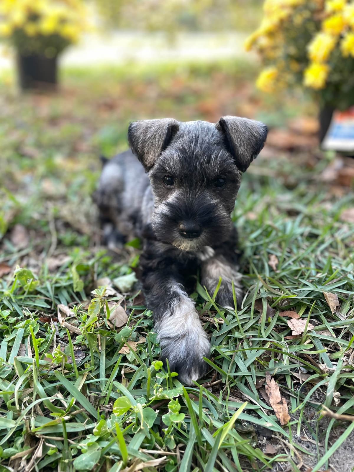 Miniature Schnauzer Puppies breeder image 26