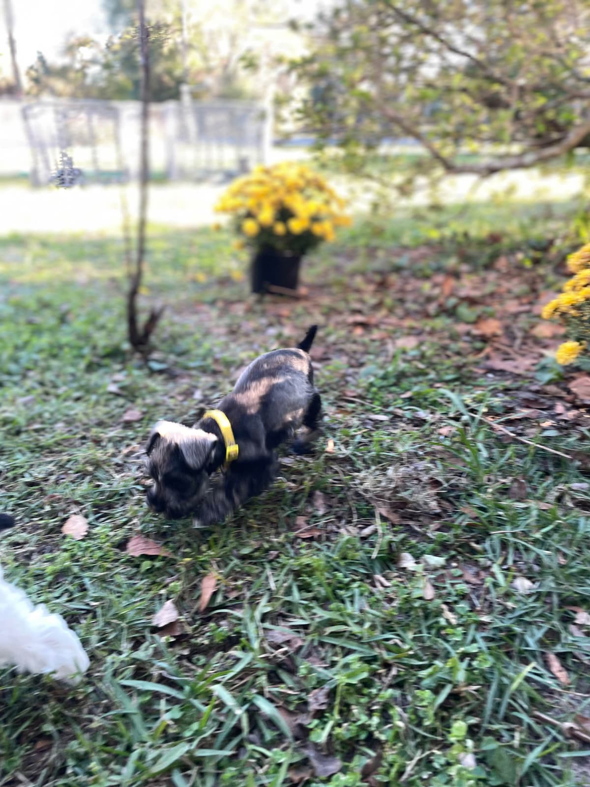 Miniature Schnauzer Puppies breeder image 27