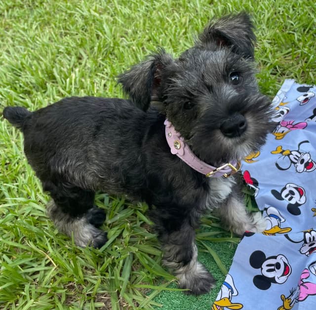 “Daisy”  Female Miniature Schnauzer Puppy media 2