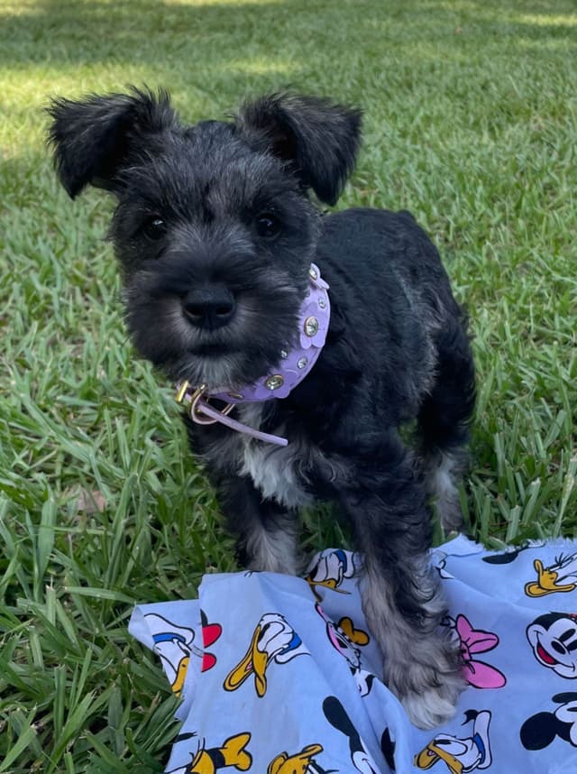 “Daisy”  Female Miniature Schnauzer Puppy media 4
