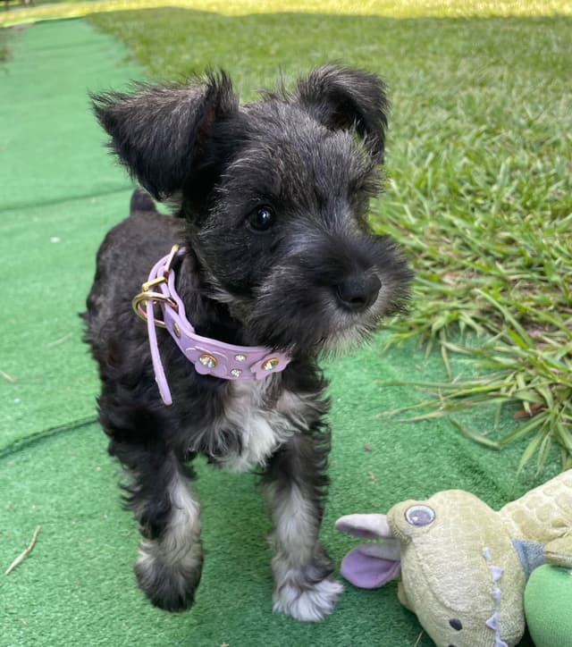 “Daisy”  Female Miniature Schnauzer Puppy media 5