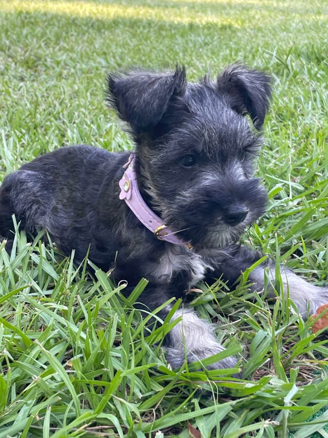 “Daisy”  Female Miniature Schnauzer Puppy media 7