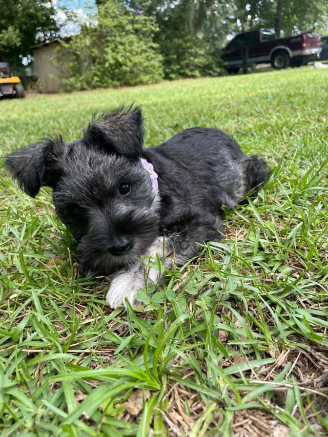“Daisy”  Female Miniature Schnauzer Puppy media 8