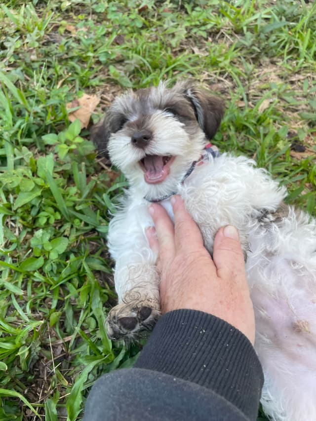 Miniature Schnauzer Puppies media 3