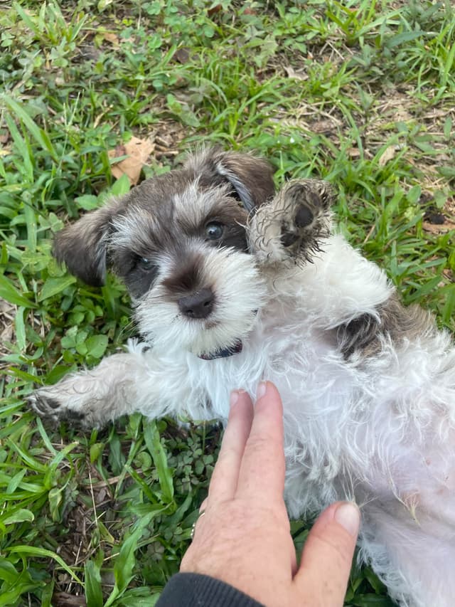 Miniature Schnauzer Puppies media 6
