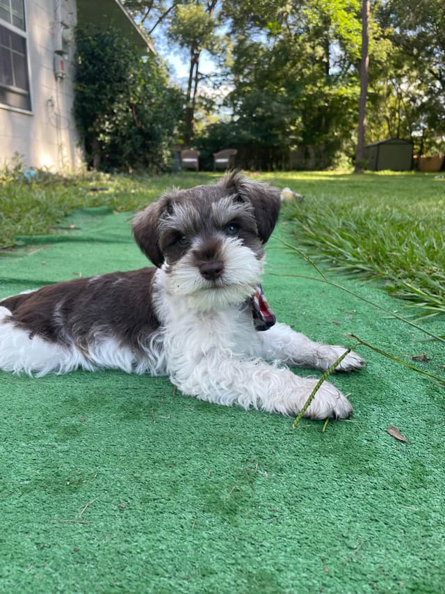 Miniature Schnauzer Puppies media 7
