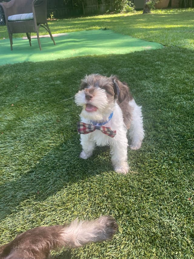 Miniature Schnauzer Puppies media 8