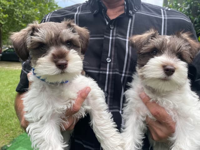 Miniature Schnauzer Puppies media 4
