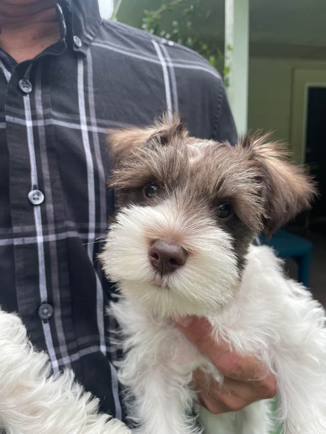 Miniature Schnauzer Puppies media 9