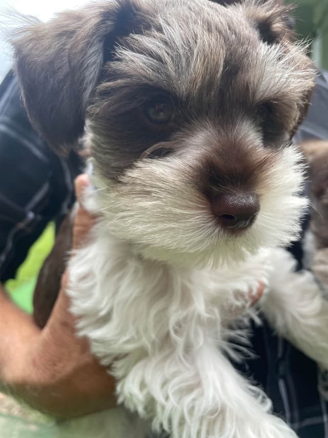 Miniature Schnauzer Puppies media 10