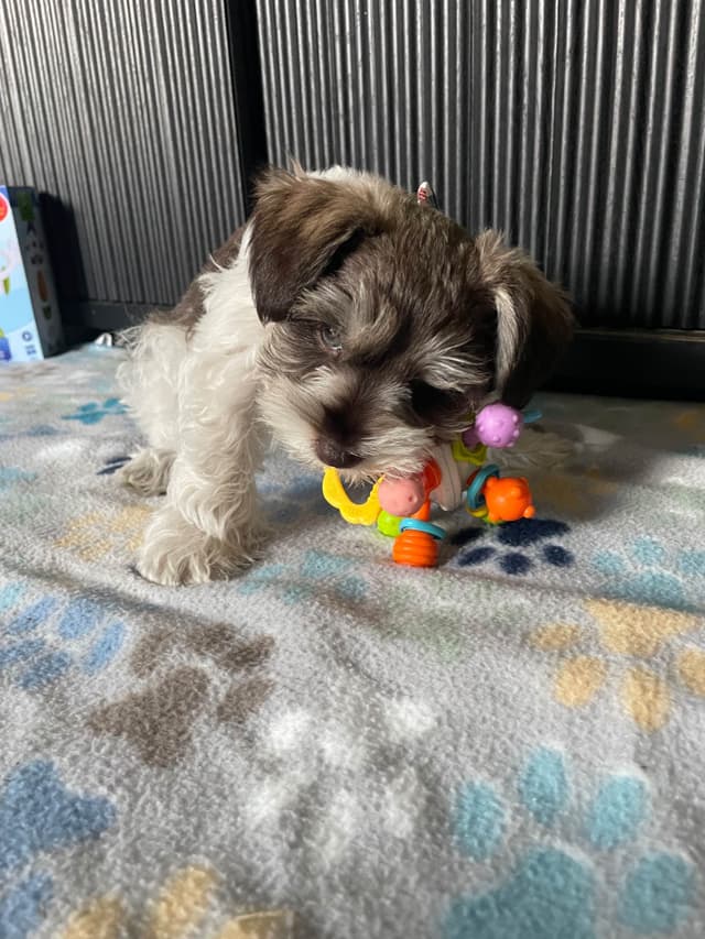 Miniature Schnauzer Puppies media 11
